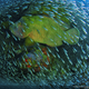 Illustration for article titled The Winning Images From iNational Geographic/is 2014 Photo Contest